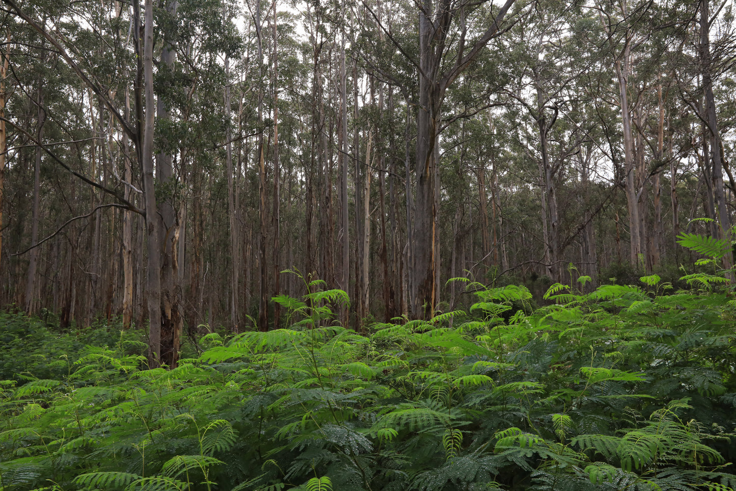 BORANUP GREENS