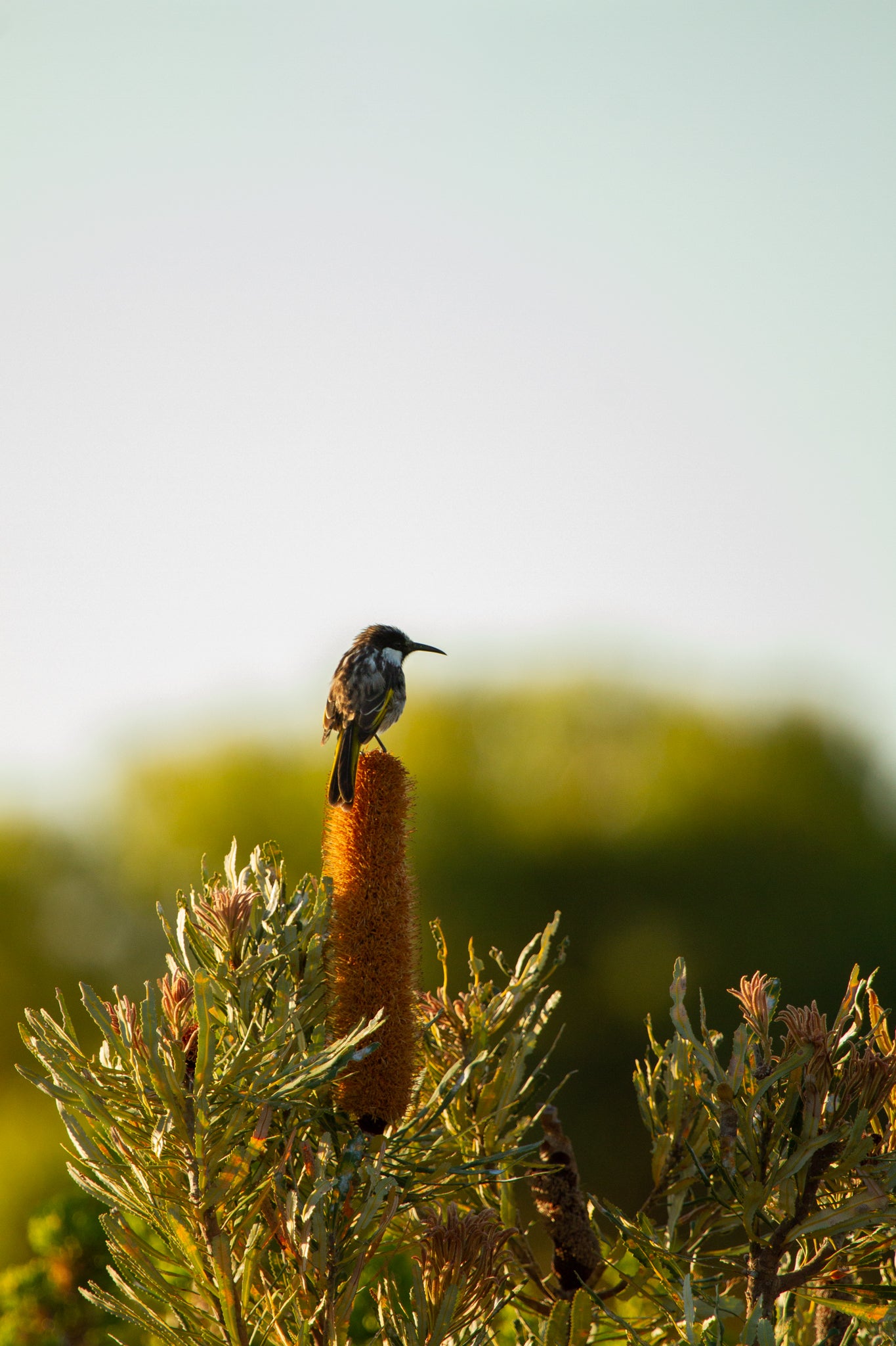 GOLDEN WREN